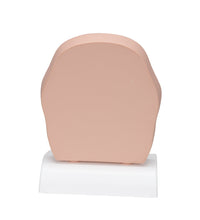 Model of Frontal Section of Human Head (paranasal sinuses) - 3B Smart Anatomy