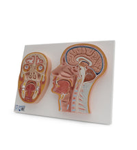 Median and Frontal Section of Human Head