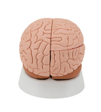 Human Brain Model, 4 part - 3B Smart Anatomy