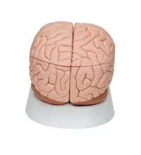 Human Brain Model, 8 part - 3B Smart Anatomy
