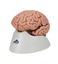 Classic Human Brain Model, 5 part - 3B Smart Anatomy