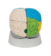 Human Neuro-Anatomical Brain Model, 8 part - 3B Smart Anatomy