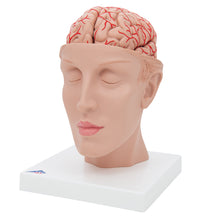 Human Brain Model with Arteries on Base of Head, 8 part - 3B Smart Anatomy