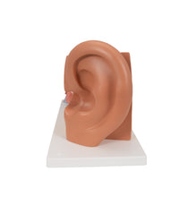Human Ear Model, 3 times Life-Size, 4 part - 3B Smart Anatomy