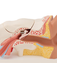 Human Ear Model, 3 times Life-Size, 6 part - 3B Smart Anatomy