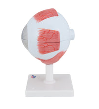 Human Eye Model, 5 times Full-Size, 6 part - 3B Smart Anatomy