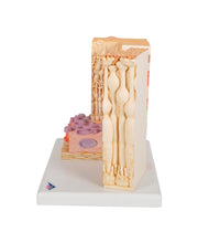 3B MICROanatomy Human Eye Model - 3B Smart Anatomy