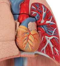 Human Lung Model with Larynx, 7 part - 3B Smart Anatomy