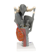Functional Larynx Model, 2.5 times Full-Size - 3B Smart Anatomy