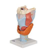 Human Larynx Model, 2 times Full-Size, 7 part - 3B Smart Anatomy