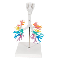 CT Bronchial Tree Model with Larynx - 3B Smart Anatomy