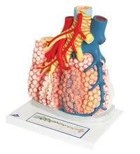 Model of Pulmonary Lobule with Surrounding Blood Vessels, 130 times Magnified - 3B Smart Anatomy