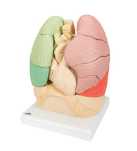 Segmented Lung Model - 3B Smart Anatomy