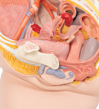 Female Pelvis Model in Median Section, 2 part - 3B Smart Anatomy