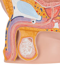 Male Pelvis Model in Median Section, 2 part - 3B Smart Anatomy