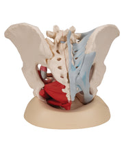 Female Pelvis Skeleton Model with Ligaments, Muscles & Organs, 4 part - 3B Smart Anatomy