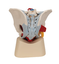 Male Pelvis Skeleton Model with Ligaments, Vessels, Nerves, Pelvic Floor Muscles & Organs, 7 part - 3B Smart Anatomy