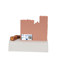 Microscopic Skin, Hair & Nail Model - 3B Smart Anatomy