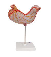 Human Stomach Model, 2 part - 3B Smart Anatomy