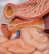 Human Digestive System Model, 2 part - 3B Smart Anatomy