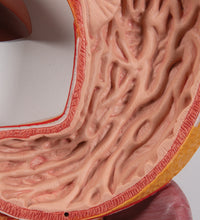Human Digestive System Model, 3 part - 3B Smart Anatomy