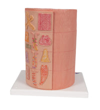 3B MICROanatomy Digestive System Model, 20-times Magnified - 3B Smart Anatomy