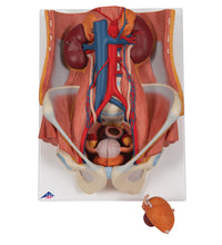 Dual Sex Urinary System Model, 6 part - 3B Smart Anatomy