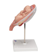 Twin Fetuses Model, 5th Month in Normal Position - 3B Smart Anatomy