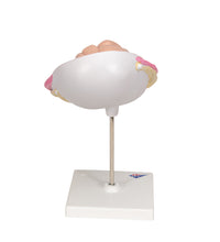 Fetus Model, 7th Month - 3B Smart Anatomy