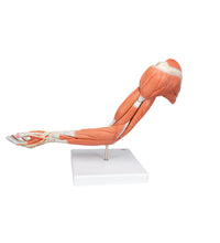 Life-Size Deluxe Muscle Arm Model, 6 part - 3B Smart Anatomy