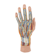 Life-Size Hand Model with Muscles, Tendons, Ligaments, Nerves & Arteries, 3 part - 3B Smart Anatomy