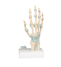 Hand Skeleton Model with Ligaments & Carpal Tunnel - 3B Smart Anatomy