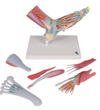 Foot Skeleton Model with Ligaments & Muscles - 3B Smart Anatomy