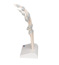 Hand Skeleton Model with Elastic Ligaments - 3B Smart Anatomy