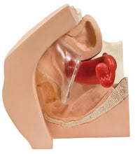 Model for GynaecologicalPatient Education - 3B Smart Anatomy