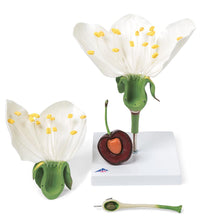 Cherry Blossom with Fruit (Prunus avium) Model