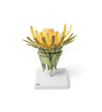 Dandelion Flower (Taraxum officinale), Model