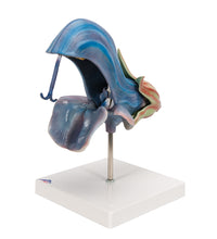 Meadow Clary Blossom (Salvia pratensis), Model