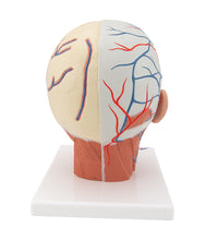 Head Musculature Model with Blood Vessels - 3B Smart Anatomy