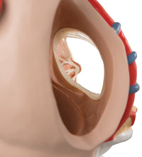Heart and Diaphragm Model, 3 times Life-Size, 10 part - 3B Smart Anatomy