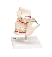 Adult Denture Model with Nerves and Roots - 3B Smart Anatomy