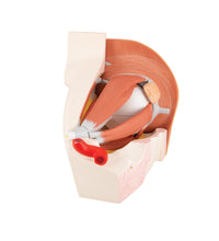 Human Eye Model, 5 times Full-Size, 12 part - 3B Smart Anatomy