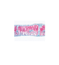 Phanerogamae, Elementary Set - English Slides