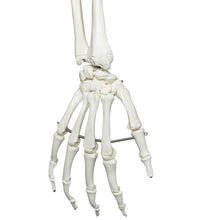 Human Skeleton Model Stan on Hanging Stand - 3B Smart Anatomy