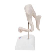 Human Ossicle Model, 20-times Maginified - 3B Smart Anatomy