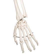 Human Skeleton Model Stan - 3B Smart Anatomy