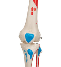 Human Skeleton Model Max with Painted Muscle Origins & Inserts - 3B Smart Anatomy