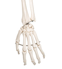 Human Skeleton Model Leo with Ligaments - 3B Smart Anatomy