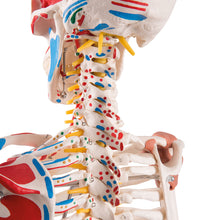 Human Skeleton Model Sam on Hanging Stand with Muscle & Ligaments - 3B Smart Anatomy