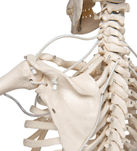 Functional & Physiological Human Skeleton Model Frank on Hanging Stand - 3B Smart Anatomy